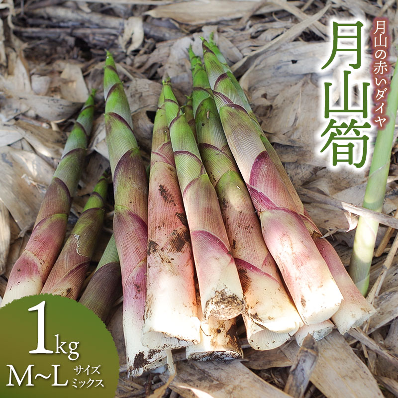 【ふるさと納税】生産者直送!令和7年度産 月山の赤いダイヤ「月山筍」1kg(M~Lミックス) たけのこ 竹の子 月と土と人。