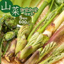 【ふるさと納税】【令和8年発送】山菜おまかせセット(5種以上) 計600g以上 山形県鶴岡産 グレイスファーム