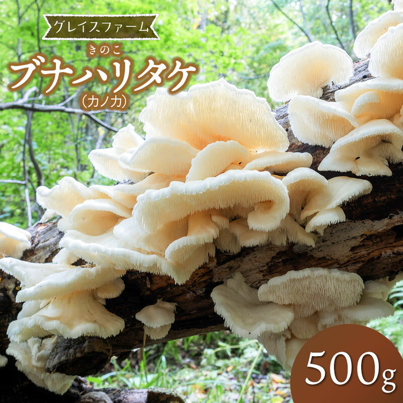 【ふるさと納税】【令和7年発送】きのこ ブナハリタケ(カノカ) 500g 山形県鶴岡産 グレイスファーム