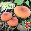 【ふるさと納税】【令和7年産先行予約】 ちちたけ 選べる容量300g・500g・1kg きのこ 乳茸 天然物 わかば屋