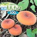 【ふるさと納税】令和7年産 冷凍ちちたけ 300g きのこ 乳茸 天然物 わかば屋