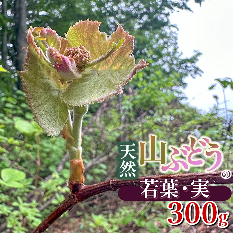 【ふるさと納税】【令和7年産先行予約】天然 山ぶどうの若葉・実 300g 山菜 わかば屋