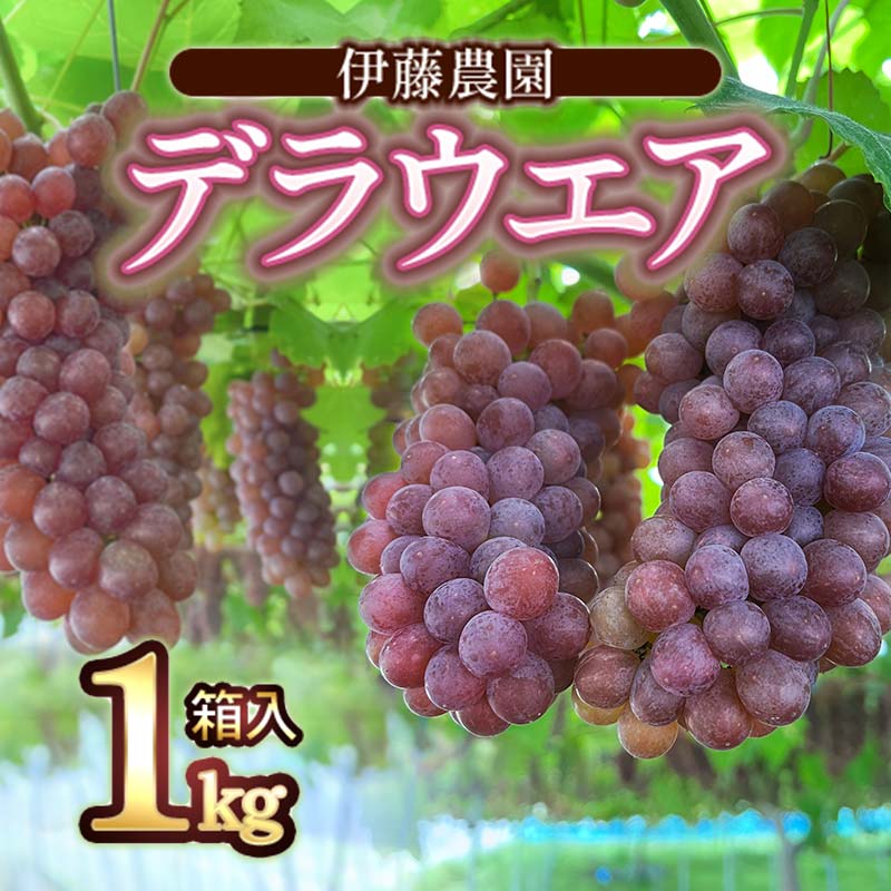 【ふるさと納税】【令和6年産先行予約】 デラウェア 1kg箱入（5〜7房） 山形県鶴岡産 伊藤農園