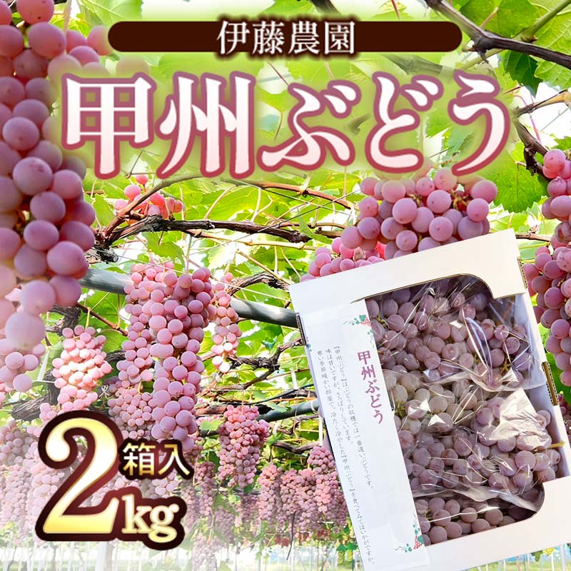 [令和6年産先行予約] 甲州ぶどう 2kg箱入(4〜6房) 山形県鶴岡産 伊藤農園