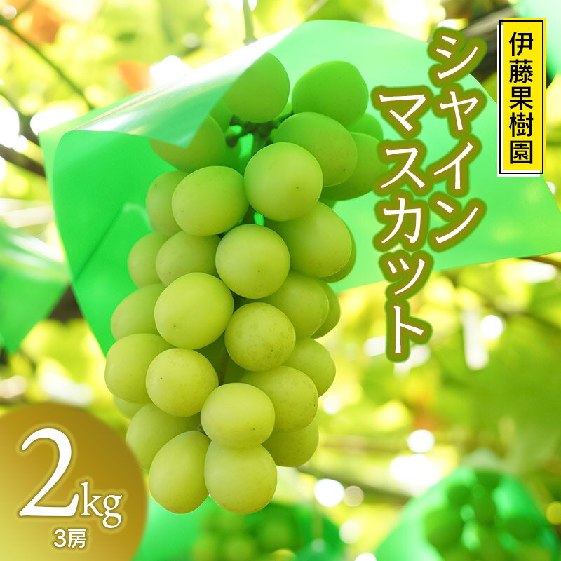 【ふるさと納税】【令和7年産先行予約】鶴岡市産 シャインマスカット 2kg (3〜4房) 伊藤果樹園 ぶどう 葡萄