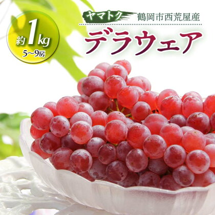 【令和6年産先行予約】 デラウェア 約1kg（5〜9房） 山形県 鶴岡市産 ヤマトク