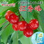 【ふるさと納税】【令和6年産先行予約】こだわりのさくらんぼ「紅秀峰」バラ詰め 1kg（500g×2) いまいのさくらんぼ園 B06-602