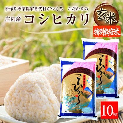 ≪新米予約≫ 玄米 特別栽培米 コシヒカリ 計10kg 5kg×2袋 令和6年産米 山形県産 ご希望時期頃お届け 米 庄内米 ごはん ご飯 農家直送 産地直送 東北 山形県 酒田市 庄内 発送時期が選べる