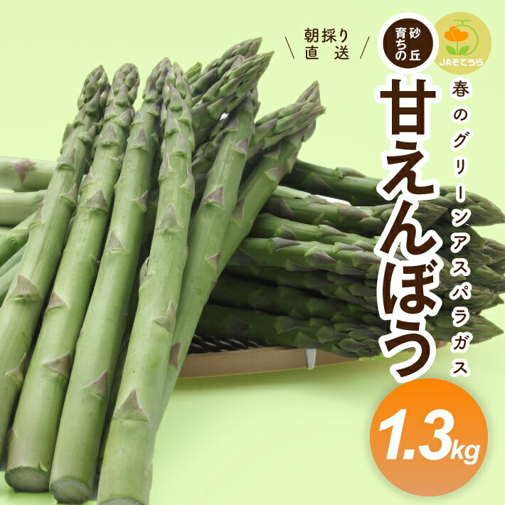 グリーンアスパラガス 砂丘育ちの甘えんぼう 1.3kg 山形県酒田産 3月下旬〜5月中旬頃お届け 冷蔵便 ※離島発送・着日指定不可 アスパラガス アスパラ 野菜 春野菜 春 朝採り 朝採れ 新鮮 農協 JA 直送 東北 山形県 酒田市 庄内