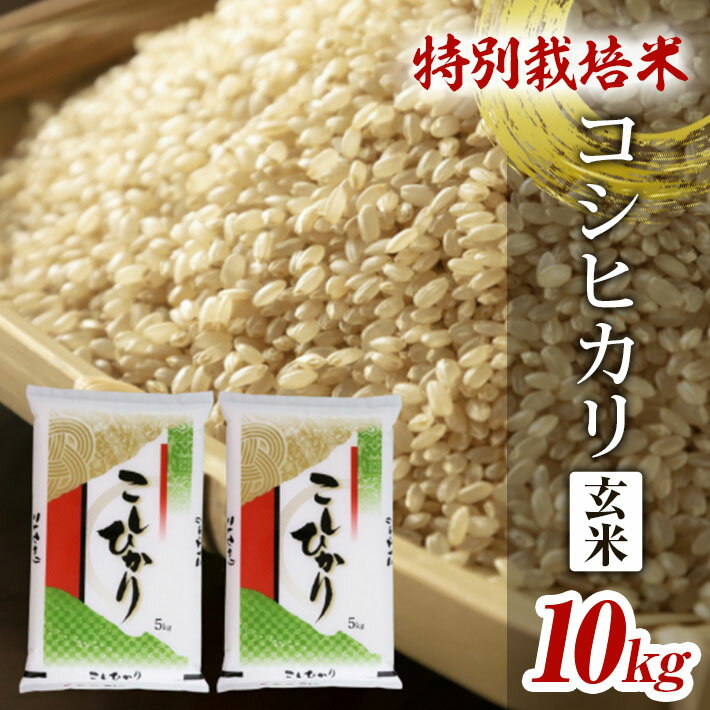 特別栽培米 コシヒカリ 玄米 5kg×2袋 計10kg 令和5年産米 山形県酒田産 東北 山形県 酒田市 庄内地方 庄内平野 庄内米 お米 ごはん ご飯 農家直送 産地直送