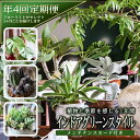 ≪4回定期便≫植物と季節を感じる1年間「インドアグリーンスタイル」 観葉植物 お申込み日の翌月から3ヶ月ごと4回お届け