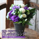 【ふるさと納税】お悔み、お供えアレンジメント 「癒しの心のアレンジ」 花