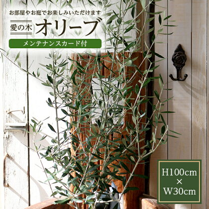 愛の木 「オリーブ」 I LOVE 約高さ100cm×幅30cm メンテナンスカード付 オリーブ 観葉植物 鉢植え LotusGarden