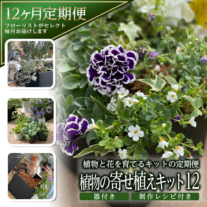 ≪12ヶ月定期便≫ 植物と花を育てるキットの定期便「植物の寄せ植えキット スクエア12」 お申込み日の翌月から毎月12回お届け ※着日指定不可 東北 山形県 酒田市 12ヶ月連続定期便 玄関 室内 リビング キッチン 自宅 職場 インテリア 器付き レシピ付き