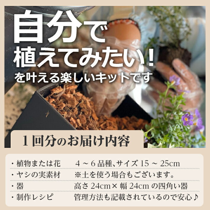 【ふるさと納税】≪年12回定期便≫ 植物と花を育てるキットの定期便「植物の寄せ植えキット スクエア12」 お申込み日の翌月から毎月12回お届け ※着日指定不可 東北 山形県 酒田市 12ヶ月連続定期便 玄関 室内 リビング キッチン 自宅 職場 インテリア 器付き レシピ付き