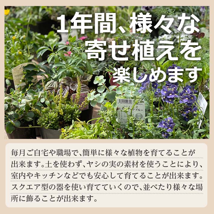 【ふるさと納税】≪年12回定期便≫ 植物と花を育てるキットの定期便「植物の寄せ植えキット スクエア12」 お申込み日の翌月から毎月12回お届け ※着日指定不可 東北 山形県 酒田市 12ヶ月連続定期便 玄関 室内 リビング キッチン 自宅 職場 インテリア 器付き レシピ付き