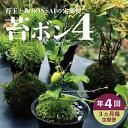 【ふるさと納税】≪4回定期便≫苔玉と和BONSAIの定期便 「苔ボン4」 年4回 お申込み翌月下旬から3ヶ月ごと4回のお届け ※離島発送不可 春 夏 秋 冬 詫...