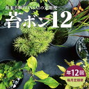 【ふるさと納税】≪12回定期便≫苔玉と和BONSAIの定期便 「苔ボン12」 年12回 お申込み翌月下旬から毎月お届け ※離島発送不可 春 夏 秋 冬 詫び 寂...