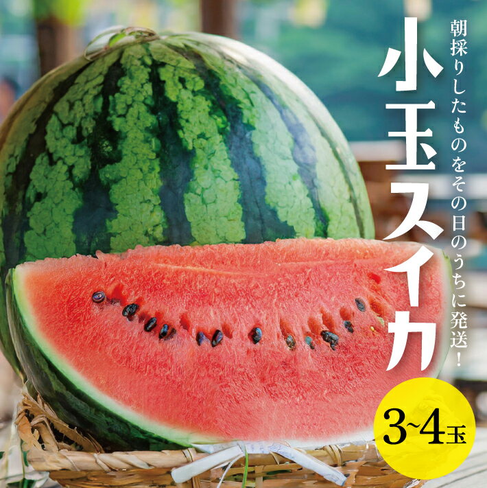 小玉スイカ 姫甘泉 3〜4玉入 7kg以上 山形県酒田産 7月中旬〜8月上旬頃お届け ※着日指定不可 朝採り 農家直送 ルパンすいか 西瓜 小玉すいか 東北 山形県 酒田市 庄内地方 新鮮 産地直送 夏 旬 フルーツ