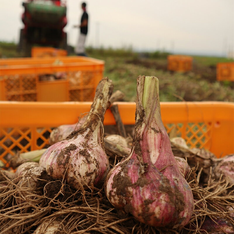 【ふるさと納税】 最上伝承野菜【最上赤にんにく】 700g（バラ） ニンニク F3S-2002