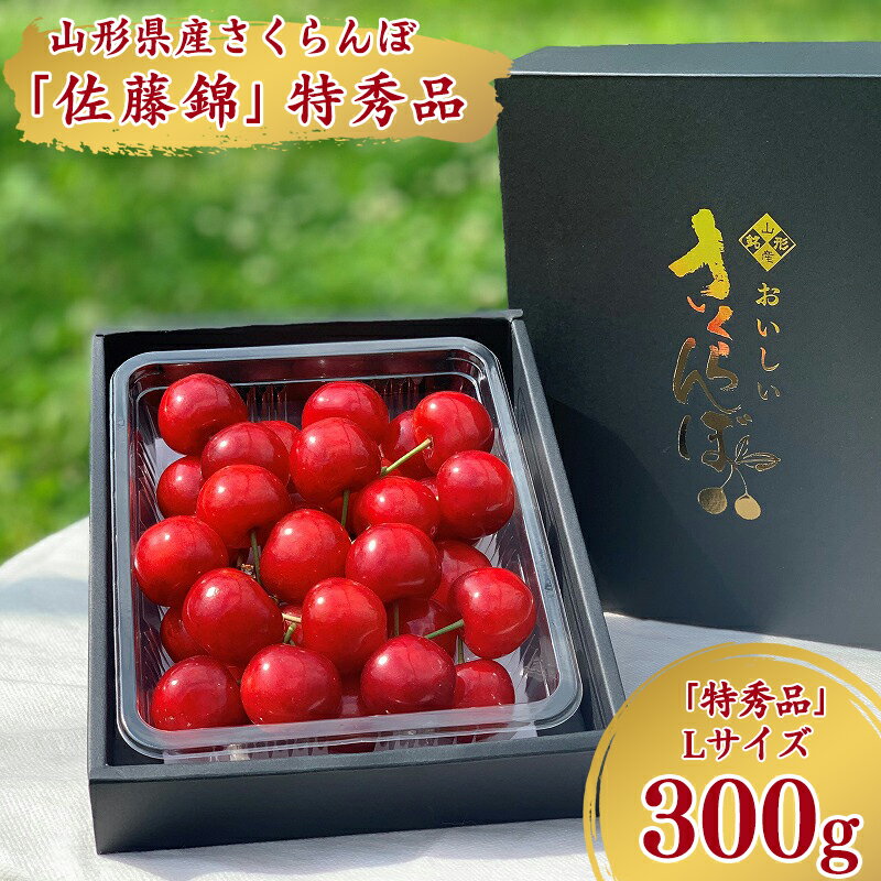 令和6年産 特秀品 さくらんぼ「 佐藤錦 」300g Lサイズ以上 2024年産 山形県産 【2024年6月中旬頃～下旬頃発送予定】 ／ お取り寄せ フルーツ 果物 果実 ご当地 グルメ 特産 産地 直送 高級 贈答 東北 300グラム