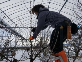 【ふるさと納税】山形県最優秀賞受賞!園地のさくらんぼ(佐藤錦・秀)700gL以上