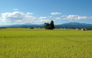 【ふるさと納税】計40kg!お米4か月定期便2019年産「清流寒河江川育ち山形産はえぬき」<選べる配送時期!10kg×4回>