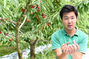 【ふるさと納税】山形県最優秀賞受賞!園地のさくらんぼ(佐藤錦・秀)700g