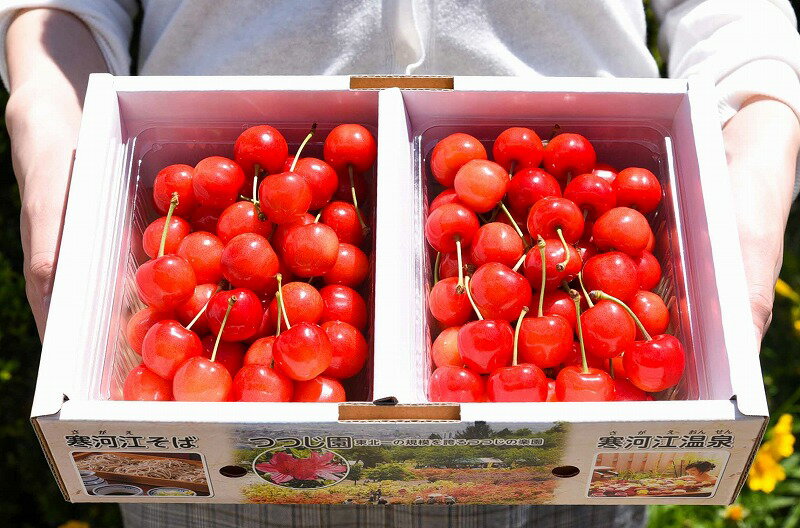 【ふるさと納税】1kg ！ 愛情たっぷり さくらんぼ 「 佐藤錦 」 秀品 Lサイズ以上！ 本場 山形 から【朝取り】【農家直送】でお届け！