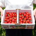 【ふるさと納税】大粒2Lサイズ以上!プレミアムさくらんぼ「紅...