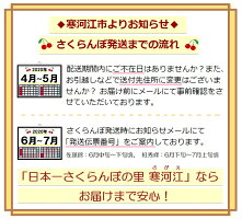【ふるさと納税】さくらんぼの本場(山形県寒河江産)佐藤錦1kg(秀品・Lサイズ以上)