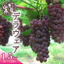 2位! 口コミ数「3件」評価「5」あまーいJAの種無しぶどう「デラウェア」1.5kg （8〜12房） 山形県産 （ 果物 フルーツ 果実 葡萄 グレープ ブドウ 甘い 糖度 ･･･ 