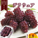 種無し ぶどう「デラウェア」約1.8kg （8〜16房） 2024年産 秀品 ／ 果物 フルーツ 果実 葡萄 グレープ ブドウ 甘い 糖度 種なし ジューシー 特産 産地直送 新鮮 お取り寄せ ご当地 季節 夏 東北 令和6年産 山形県産