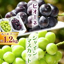 【ふるさと納税】シャインマスカットとピオーネセット 計1.2kg以上(2房) 山形県産 2025年産 令和7年産 【 果物 ぶどう 葡萄 フルーツ 人気 甘い ブドウ 種なし お取り寄せ 詰め合わせ 特産 ギフト 産地直送 生産者直送 新鮮 東北 国産 ふるさと納税 】