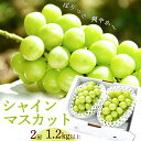 【ふるさと納税】 シャインマスカット 計1.2kg以上(2房) 山形県産 2025年産 令和7年産 【2025年9月中旬頃〜10月中旬頃発送予定】 ※配送不可 ...