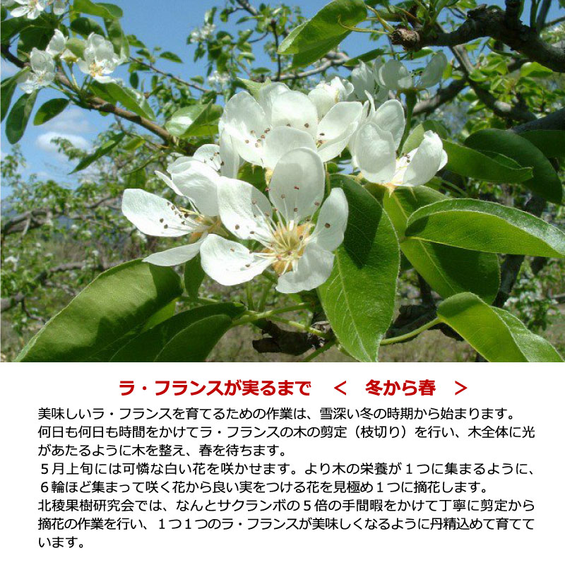 【ふるさと納税】山形県産 ラ・フランス 5kg（18玉〜20玉）《ご自宅用》 L〜2L 山形産 【2025年11月頃〜12月上旬頃発送予定】 ／ 果物 フルーツ 果実 梨 お取り寄せ ご当地 特産 農家直送 旬 秋 製菓 スイーツ デザート おやつ 東北 山形県 2025年産 令和7年産 5キロ