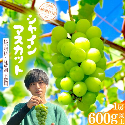 ＜厳選の1房＞こだわりの シャインマスカット 600g以上 ＜安全安心の栽培＞【2024年9月上旬頃～10月上旬頃発送予定】山形県産 2024年産 ／ 甘い ぶどう ブドウ 種なし 葡萄 果物 フルーツ お取り寄せ 特産 ギフト 産地直送 新鮮 東北