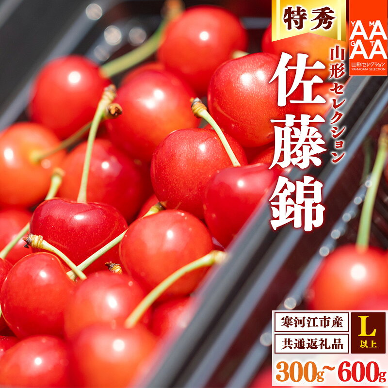 2027年産 さくらんぼ 佐藤錦 300g