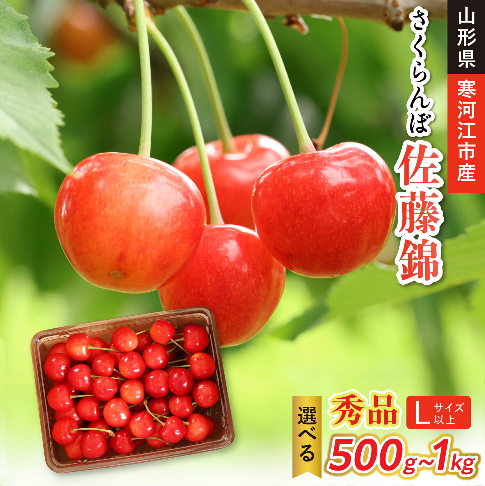 [先行予約]令和8年産 さくらんぼ 佐藤錦 Lサイズ以上 選べる内容量! 500g - 1kg 山形県産[2026年6月上旬頃から下旬頃発送予定]※配送不可 沖縄・離島フルーツ 果物 果実 山形産 500グラム 1キロ 2026年産 直送