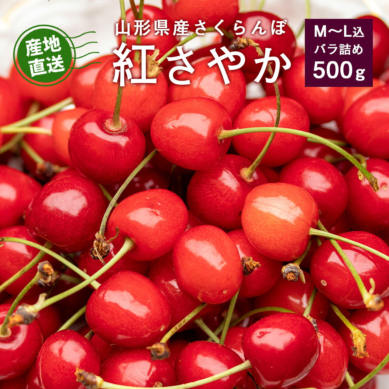 [先行予約]2026年産 さくらんぼ 紅さやか バラパック 500g(パック含む)Mサイズ 秀品 [2026年5月下旬頃から6月上旬頃発送予定]※ 配送不可 沖縄・離島 2026年産 令和8年産 山形産 山形県産 フルーツ 果物 くだもの 果実 直送 産地直送 500