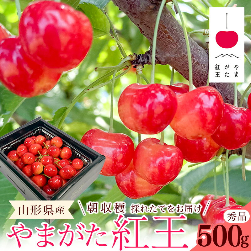 [先行予約] 令和8年産 さくらんぼ やまがた紅王 2Lサイズ以上 秀品 500g (500g×1パック) 2026産 山形県産[2026年6月中旬頃〜6月下旬頃発送予定]※配送不可 沖縄・離島フルーツ 果物 果実 山形産 2026年産 令和8年 直送 お取り寄せ