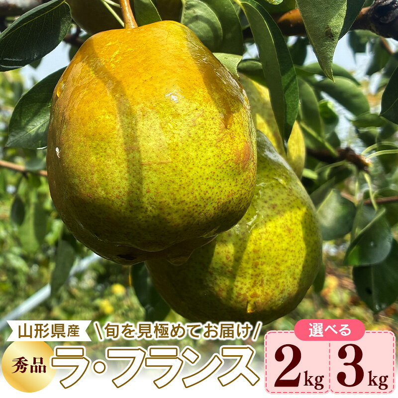 【ふるさと納税】＼選べる内容量／ 令和8年産 西洋梨 ラ・フランス 秀品 2kg - 3kg 山形県産【2026年10月下旬頃から12月中旬頃発送予定】 2026年産 果物 フルーツ 果実 産地直送 新鮮 贈答 ギフト 特産