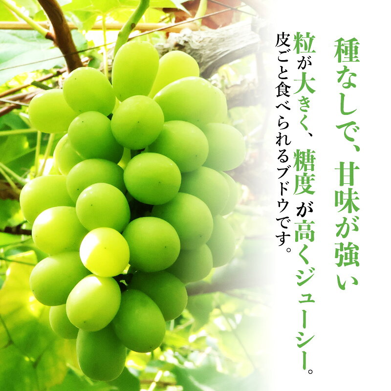 【ふるさと納税】令和8年産 ぶどう「シャインマスカット」1kg 秀品 山形県産【2026年9月上旬頃から10月中旬頃発送予定】 ※配送不可 沖縄・離島 2026年産 山形産 果物 フルーツ 葡萄 グレープ 産地直送 新鮮 真千堂 東北 送料無料 f062065-sagae-10001303 山形県寒河江市 サンプル画像2