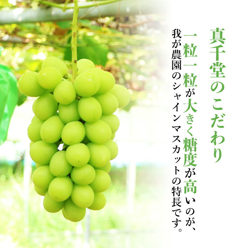 【ふるさと納税】令和8年産 ぶどう「シャインマスカット」1kg 秀品 山形県産【2026年9月上旬頃から10月中旬頃発送予定】 ※配送不可 沖縄・離島 2026年産 山形産 果物 フルーツ 葡萄 グレープ 産地直送 新鮮 真千堂 東北 送料無料 f062065-sagae-10001303 山形県寒河江市 サンプル画像3