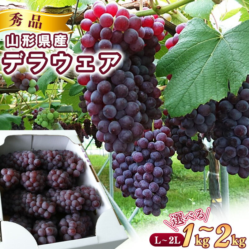 [先行予約] 令和8年産 種なし ぶどう デラウェア 秀品 選べる 1kg - 2kg (L - 2Lサイズ) 山形県産[2026年7月下旬頃から8月上旬頃発送予定] ※配送不可 沖縄・離島 果物 フルーツ 産地直送 新鮮 デラウエア 人気 1キロ 2キロ 送料無料 数量限定