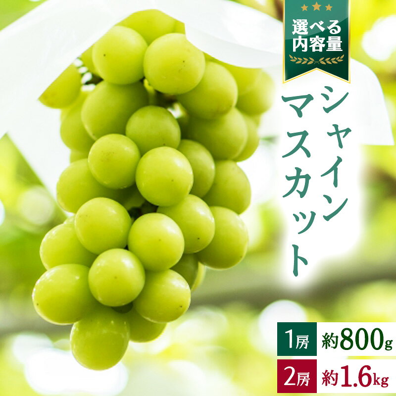 令和8年産 大粒ぶどう シャインマスカット 選べる 約800g 1房 / 約1.6kg 2房 道の駅厳選 山形県産 【2026年10月上旬頃から10月下旬頃発送予定】 ※配送不可 沖縄・離島 2026年産 ブドウ 種なし 果物 フルーツ お取り寄せ ギフト 産地直送 チェリーランド