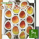 【ふるさと納税】西洋梨 ( カリフォルニア ) 5kg 秀品 化粧箱入り 12〜16玉 3L〜5L サイズ 果物 フルーツ 洋梨 西洋なし お取り寄せ 産地直送...
