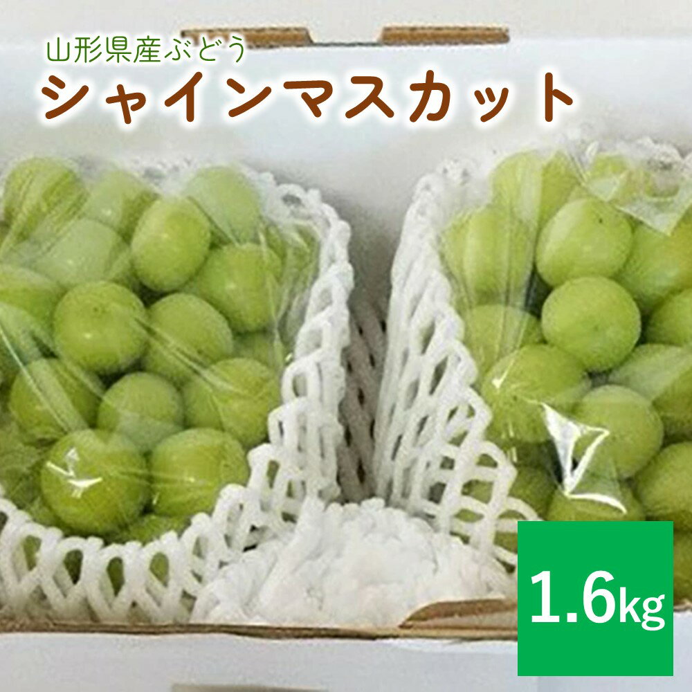 ぶどう ( シャインマスカット ) 1.6kg 2〜3房 大粒 ブドウ 葡萄 フルーツ くだもの 果物 産地直送 お取り寄せ グルメ 東北 山形県 上山市