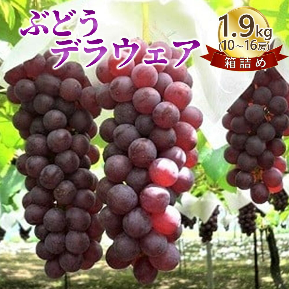 ڤդ뤵Ǽǡ֤ۤɤǥ饦1.9kg1016˼廳0009-2401