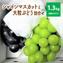 【ふるさと納税】 シャインマスカット と 大粒 ぶどう の 詰合せ ( 品種おまかせ ) 1.3kg フルーツ 果物 お取り寄せ 送料無料 山形県 上山市 0017-2509